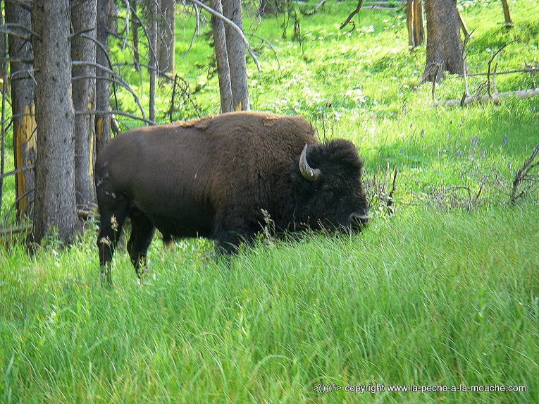 bison-parc-yellowstone-002.jpg