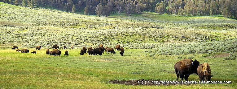 bison-parc-yellowstone-003.jpg