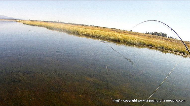 ferrage-truite-peche-a-la-mouche-henrys-fork-river-idaho-trip2012-1.jpg, janv. 2013 ferrage-truite-peche-a-la-mouche-henrys-fork-river-idaho-trip2012-1.jpg