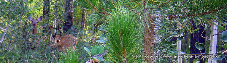 henry-fork-river-episode4-006.jpg, janv. 2013 henry-fork-river-episode4-006.jpg