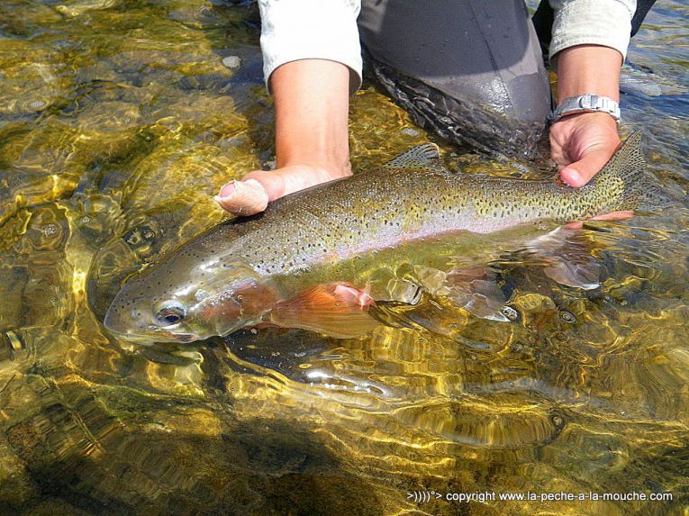 peche-a-la-mouche-truite-big-horn-006.jpg, mar. 2013 peche-a-la-mouche-truite-big-horn-006.jpg