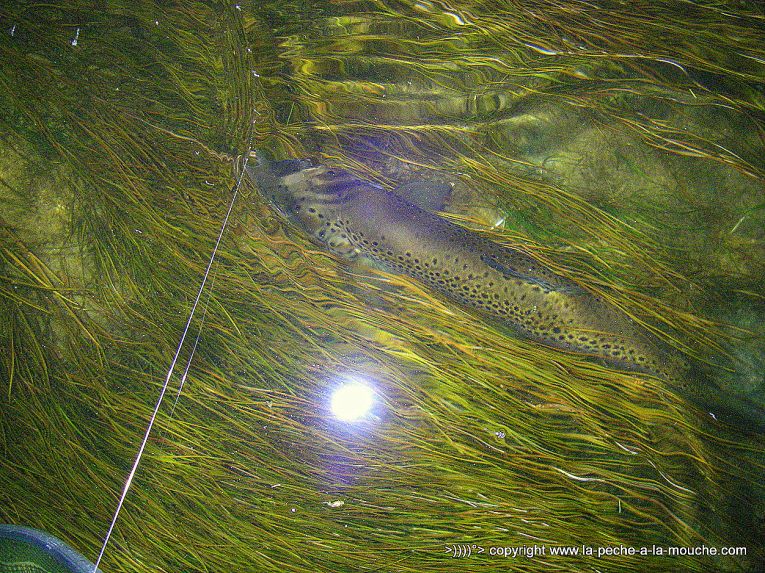 peche-a-la-mouche-truite-big-horn-015.jpg, mar. 2013 peche-a-la-mouche-truite-big-horn-015.jpg