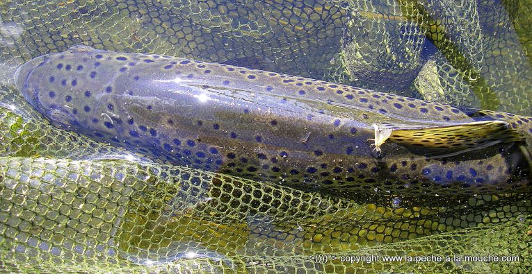 peche-a-la-mouche-truite-big-horn-018.jpg, mar. 2013 peche-a-la-mouche-truite-big-horn-018.jpg