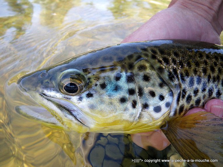 peche-a-la-mouche-truite-fario-big-horn-002.jpg, mar. 2013 peche-a-la-mouche-truite-fario-big-horn-002.jpg