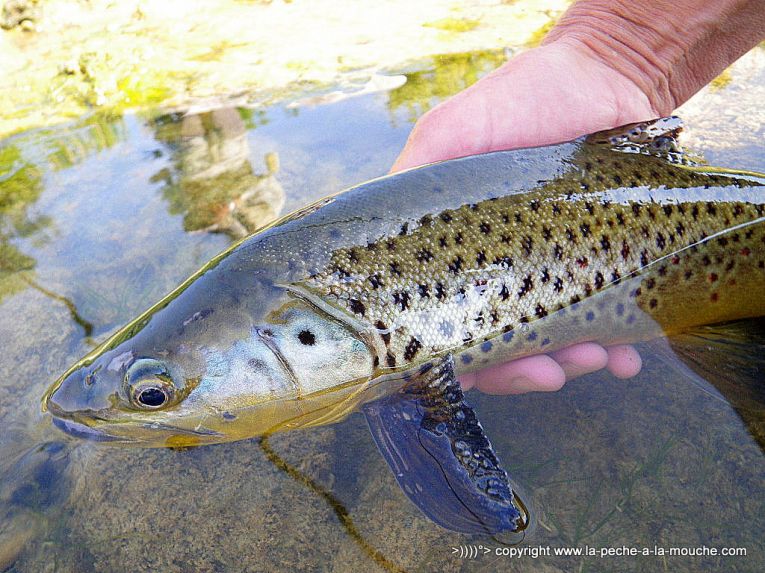 peche-a-la-mouche-truite-fario-big-horn-003.jpg, mar. 2013 peche-a-la-mouche-truite-fario-big-horn-003.jpg