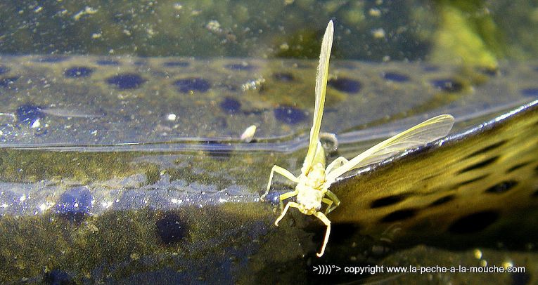 peche-mouche-big-horn-billet1-aout2012-004.jpg, fév. 2013 peche-mouche-big-horn-billet1-aout2012-004.jpg