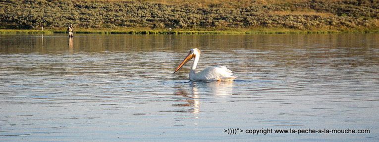 pelican-peche-a-la-mouche-henrys-fork-river-idaho-trip2012-013.jpg, janv. 2013 pelican-peche-a-la-mouche-henrys-fork-river-idaho-trip2012-013.jpg