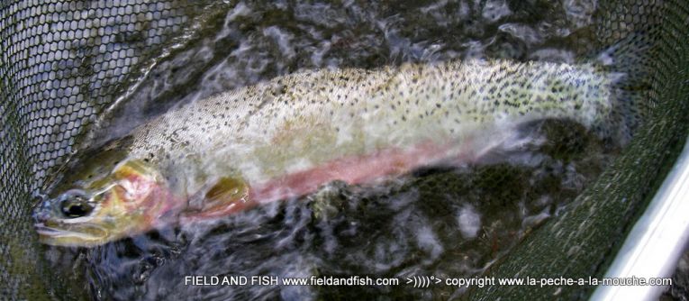 photo-truite-cutthroat-peche-a-la-mouche-gallatin-montana.jpg