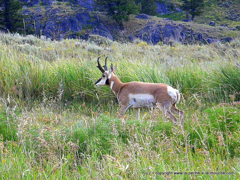 pronghorn-parc-yellowstone.jpg