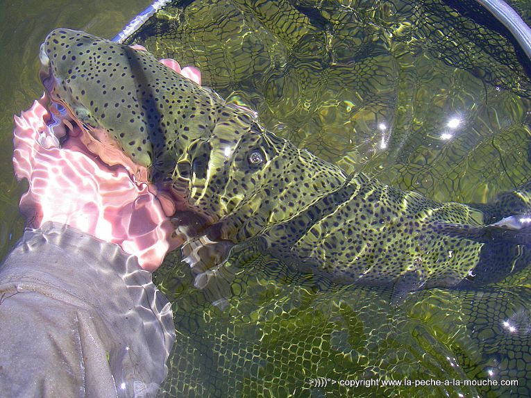 truite-arc-en-ciel-peche-a-la-mouche-henrys-fork-river-idaho-001.jpg, janv. 2013 truite-arc-en-ciel-peche-a-la-mouche-henrys-fork-river-idaho-001.jpg
