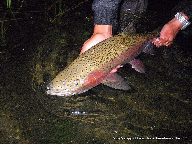 truite-arc-en-ciel-peche-a-la-mouche-henrys-fork-river-idaho-002.jpg, janv. 2013 truite-arc-en-ciel-peche-a-la-mouche-henrys-fork-river-idaho-002.jpg