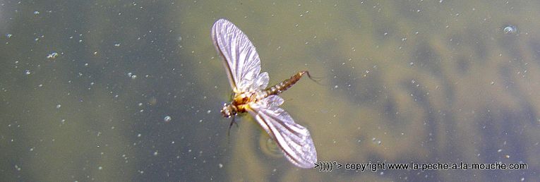 ephemere-peche-a-la-mouche-12avril2013-002.jpg, avr. 2013 ephemere-peche-a-la-mouche-12avril2013-002.jpg