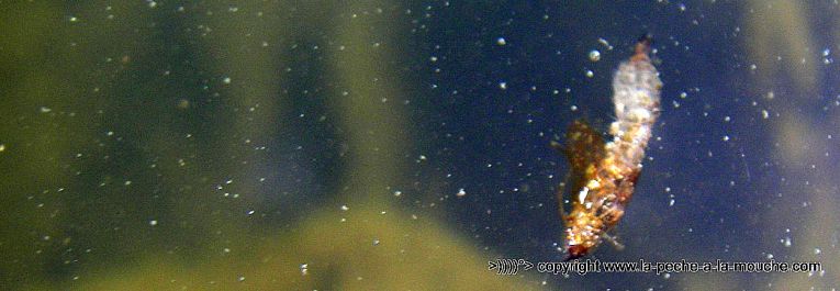 ephemere-peche-a-la-mouche-12avril2013-003.jpg, avr. 2013 ephemere-peche-a-la-mouche-12avril2013-003.jpg