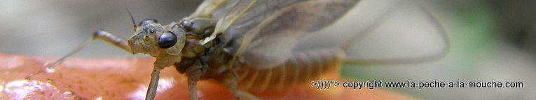 ephemere-peche-a-la-mouche-12avril2013-005.jpg, avr. 2013 ephemere-peche-a-la-mouche-12avril2013-005.jpg