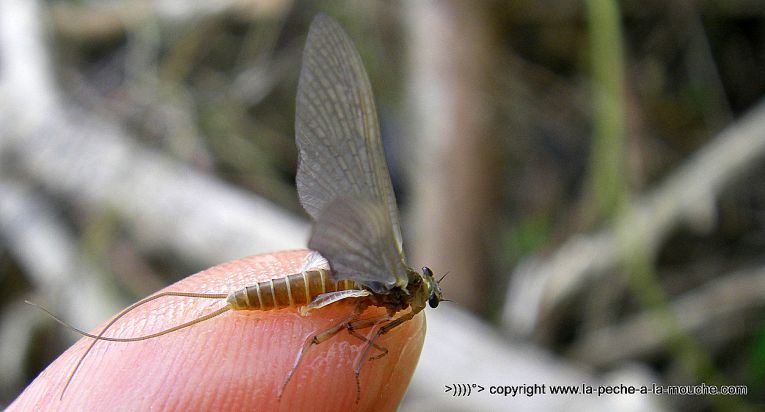 ephemere-peche-a-la-mouche-12avril2013-006.jpg, avr. 2013 ephemere-peche-a-la-mouche-12avril2013-006.jpg