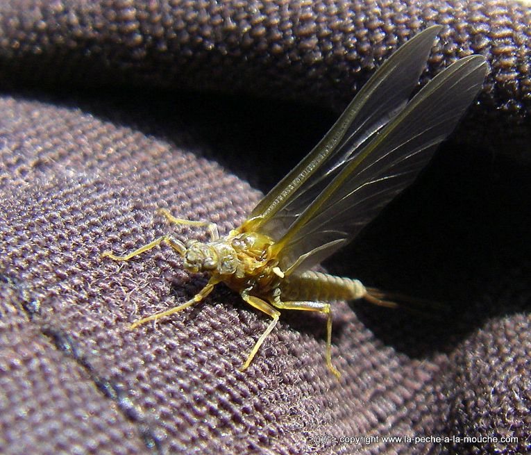 ephemere-peche-a-la-mouche-12avril2013-1.jpg, avr. 2013 ephemere-peche-a-la-mouche-12avril2013-1.jpg