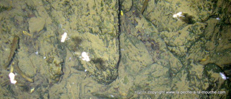 exuvie-trichoptere-002.jpg, juil. 2013 exuvie-trichoptere-002.jpg