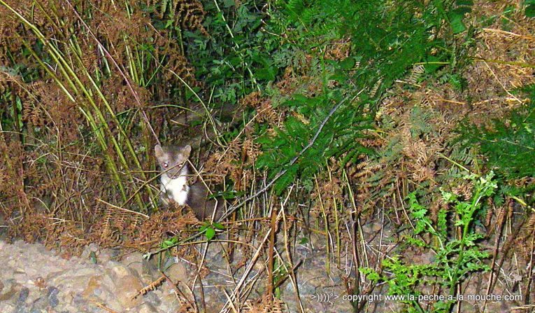 fouine-pays-basque-19juillet2013.jpg, juil. 2013 fouine-pays-basque-19juillet2013.jpg