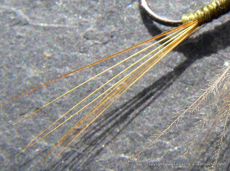 montage-mouche-olive-cdc-003.jpg, mar. 2013 montage-mouche-olive-cdc-003.jpg