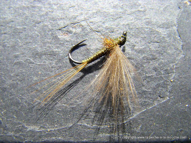 montage-mouche-olive-cdc-004.jpg, mar. 2013 montage-mouche-olive-cdc-004.jpg