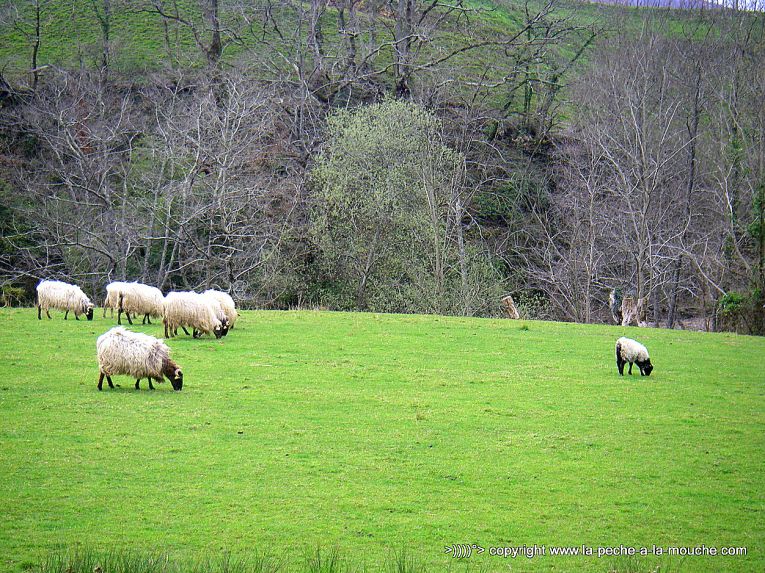 mouton-manech-grande-nive-pays-basque-22mars2013-1.jpg
