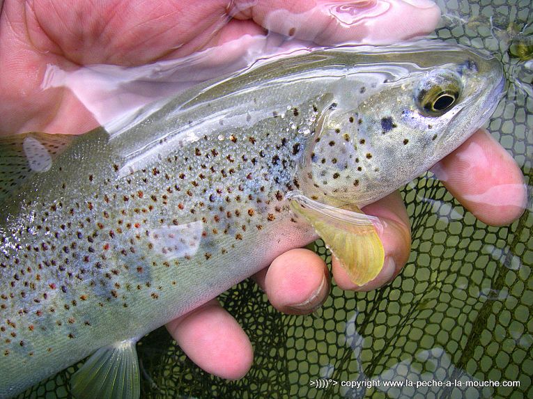 photo-peche-a-la-mouche-rio-iraty-1.jpg, juil. 2013 photo-peche-a-la-mouche-rio-iraty-1.jpg