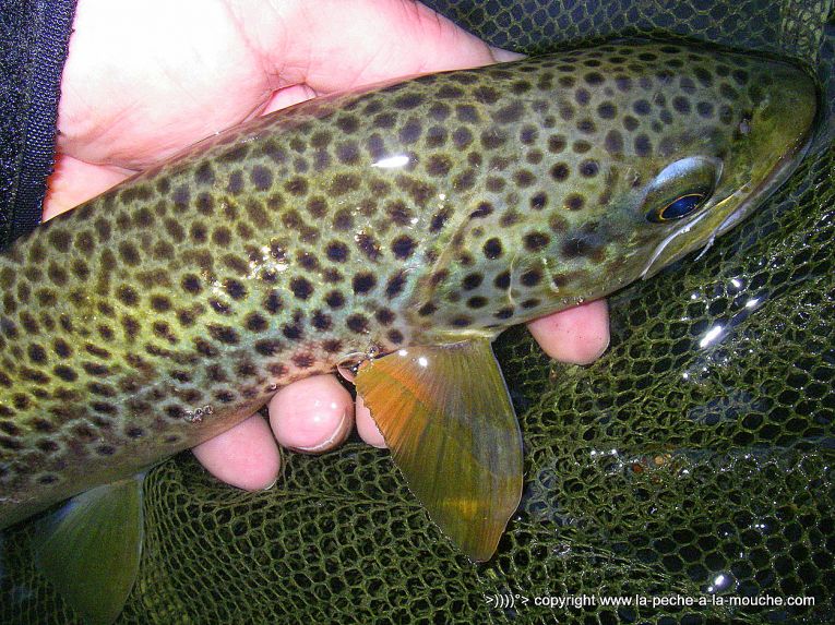 photo-truite-peche-a-la-mouche-41cm-30avril2013.jpg, mai 2013 photo-truite-peche-a-la-mouche-41cm-30avril2013.jpg