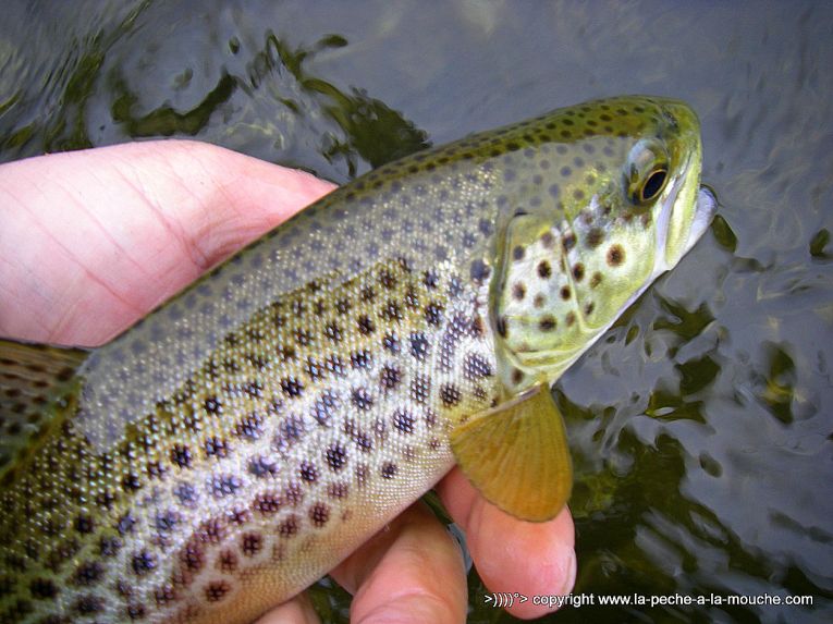 truite-31cm-peche-a-la-mouche-18avril2013.jpg