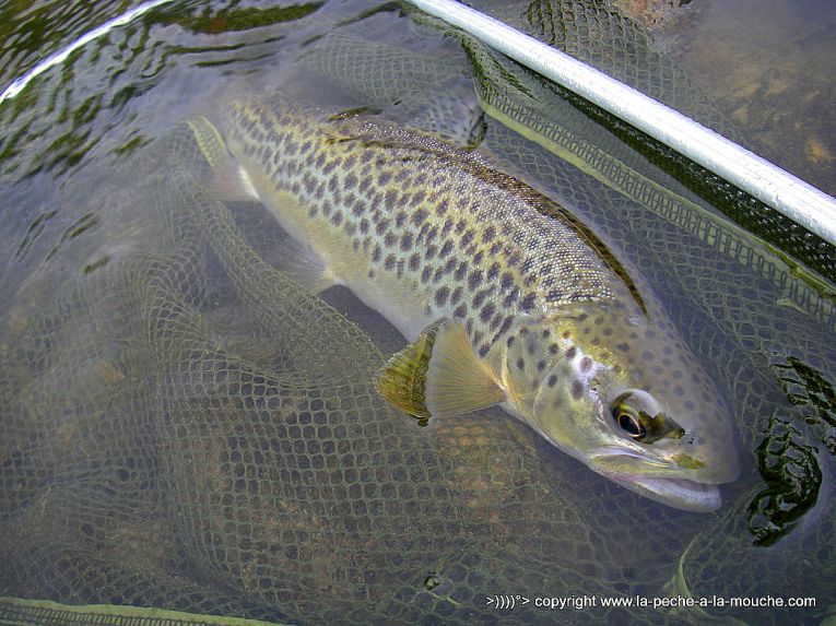 truite-33cm-peche-a-la-mouche-18avril2013.jpg