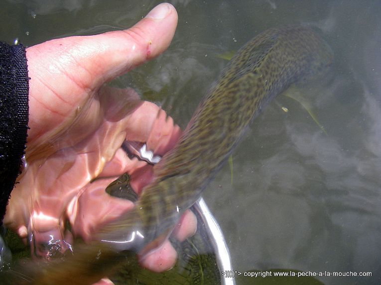 truite-35cm-peche-a-la-mouche-12avril2013-004.jpg, avr. 2013 truite-35cm-peche-a-la-mouche-12avril2013-004.jpg