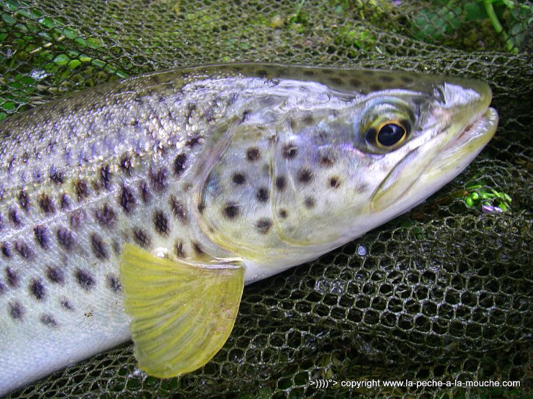truite-40cm-peche-a-la-mouche-12avril2013-002.jpg, avr. 2013 truite-40cm-peche-a-la-mouche-12avril2013-002.jpg