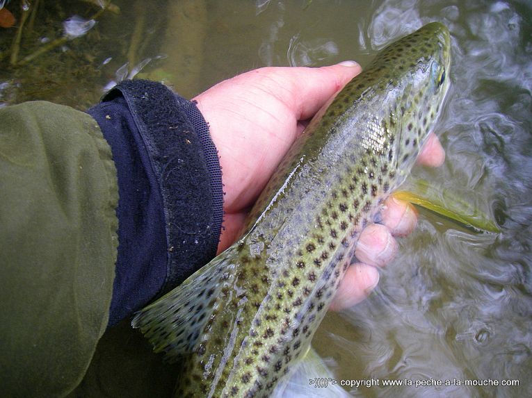 truite-40cm-peche-a-la-mouche-12avril2013-003.jpg, avr. 2013 truite-40cm-peche-a-la-mouche-12avril2013-003.jpg