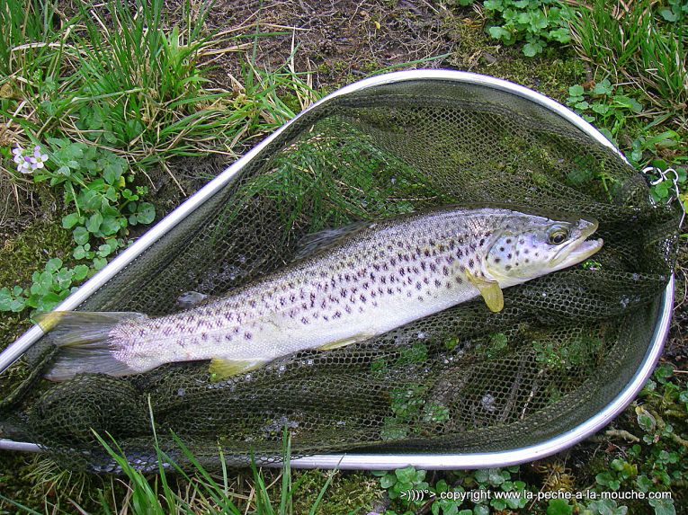 truite-40cm-peche-a-la-mouche-12avril2013-1.jpg