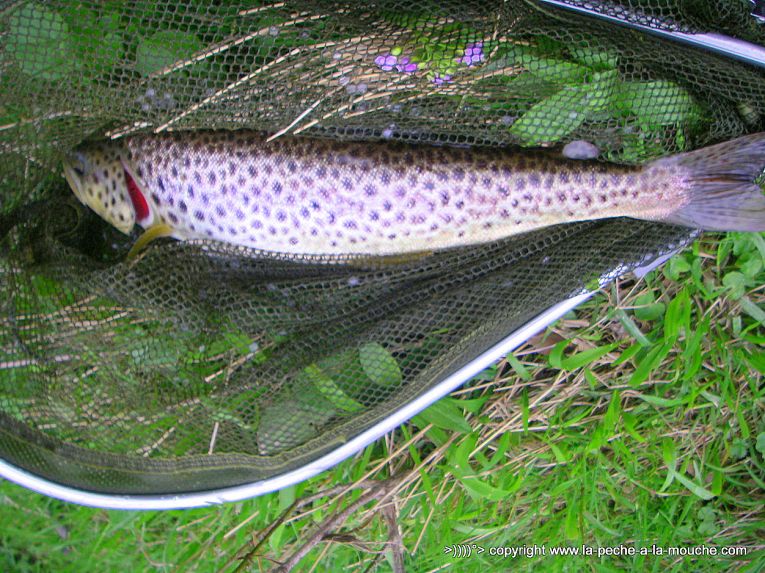 truite-42cm-peche-a-la-mouche-12avril2013-002.jpg, avr. 2013 truite-42cm-peche-a-la-mouche-12avril2013-002.jpg