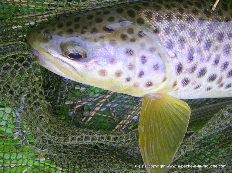 truite-42cm-peche-a-la-mouche-12avril2013-003.jpg, avr. 2013 truite-42cm-peche-a-la-mouche-12avril2013-003.jpg