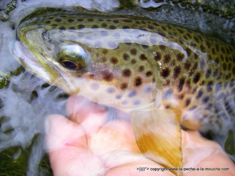 truite-42cm-peche-a-la-mouche-12avril2013-1.jpg, avr. 2013 truite-42cm-peche-a-la-mouche-12avril2013-1.jpg