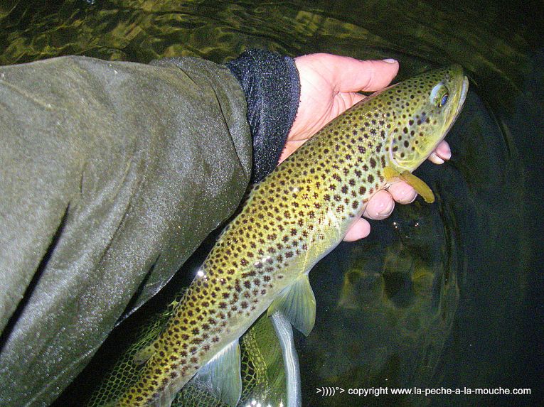 truite-43cm-peche-a-la-mouche-18avril2013-004.jpg