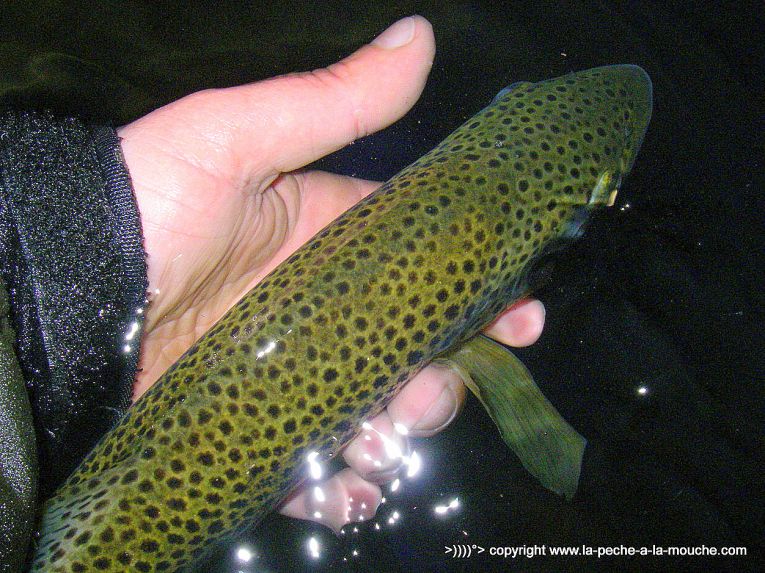 truite-43cm-peche-a-la-mouche-18avril2013-005.jpg