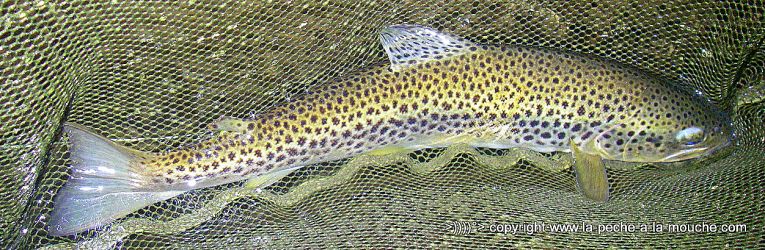 truite-43cm-peche-a-la-mouche-18avril2013-006.jpg