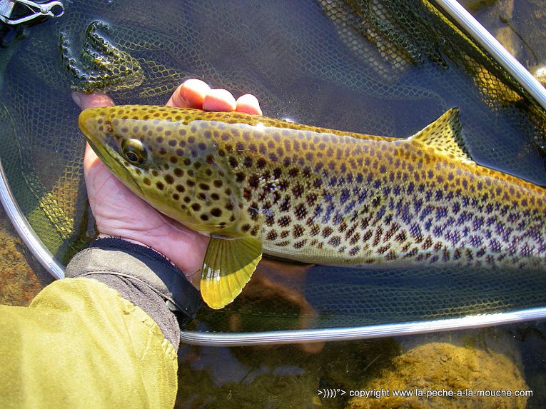 truite-50cm-peche-a-la-mouche-23avril2013-002.jpg, avr. 2013 truite-50cm-peche-a-la-mouche-23avril2013-002.jpg