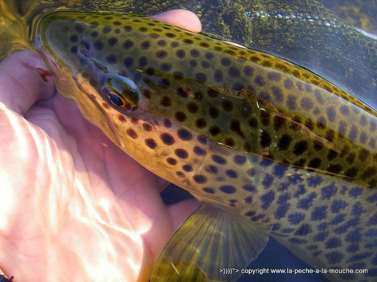 truite-50cm-peche-a-la-mouche-23avril2013-003.jpg, avr. 2013 truite-50cm-peche-a-la-mouche-23avril2013-003.jpg