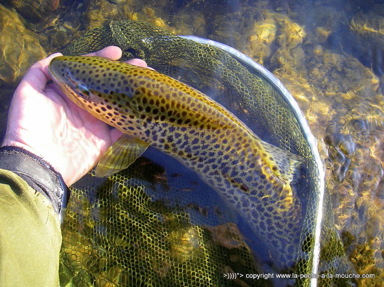 truite-50cm-peche-a-la-mouche-23avril2013-004.jpg, avr. 2013 truite-50cm-peche-a-la-mouche-23avril2013-004.jpg