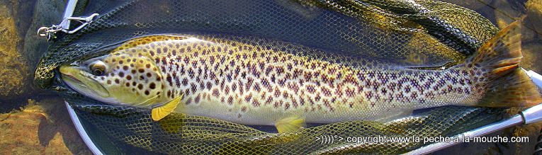 truite-50cm-peche-a-la-mouche-23avril2013-1.jpg, avr. 2013 truite-50cm-peche-a-la-mouche-23avril2013-1.jpg