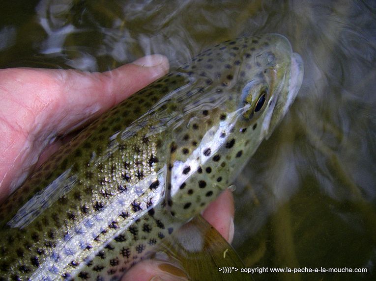 truite-fario-03avril2013-nive-peche-a-la-mouche-002.jpg, avr. 2013 truite-fario-03avril2013-nive-peche-a-la-mouche-002.jpg
