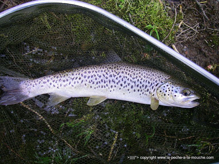 truite-fario-03avril2013-nive-peche-a-la-mouche-1.jpg, avr. 2013 truite-fario-03avril2013-nive-peche-a-la-mouche-1.jpg