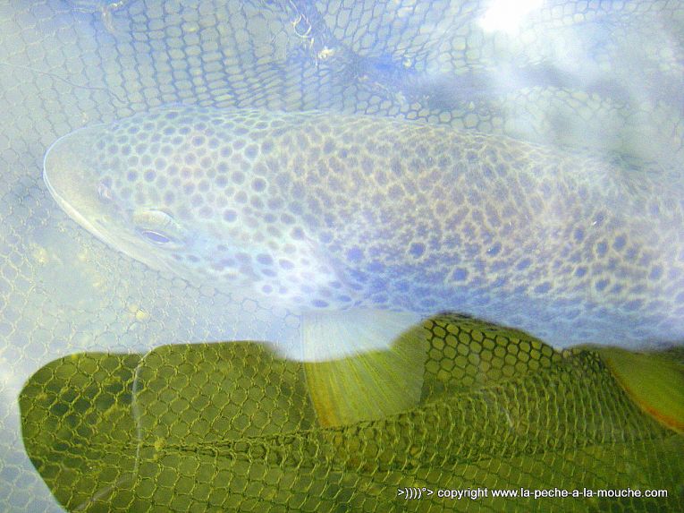 truite-fario-peche-a-la-mouche-fin-saison2013-002.jpg, oct. 2013 truite-fario-peche-a-la-mouche-fin-saison2013-002.jpg