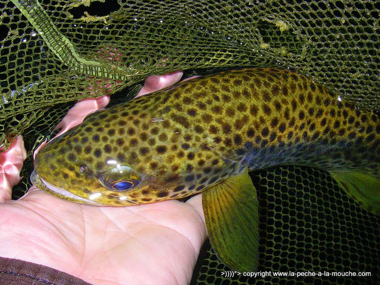 truite-fario-peche-a-la-mouche-fin-saison2013-1.jpg, oct. 2013 truite-fario-peche-a-la-mouche-fin-saison2013-1.jpg