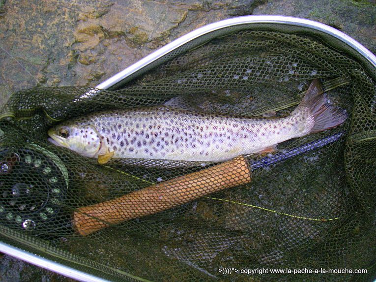 truite-peche-a-la-mouche-03avril2013-1.jpg