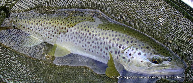 truite-peche-a-la-mouche-51cm-finjuin2013-002.jpg