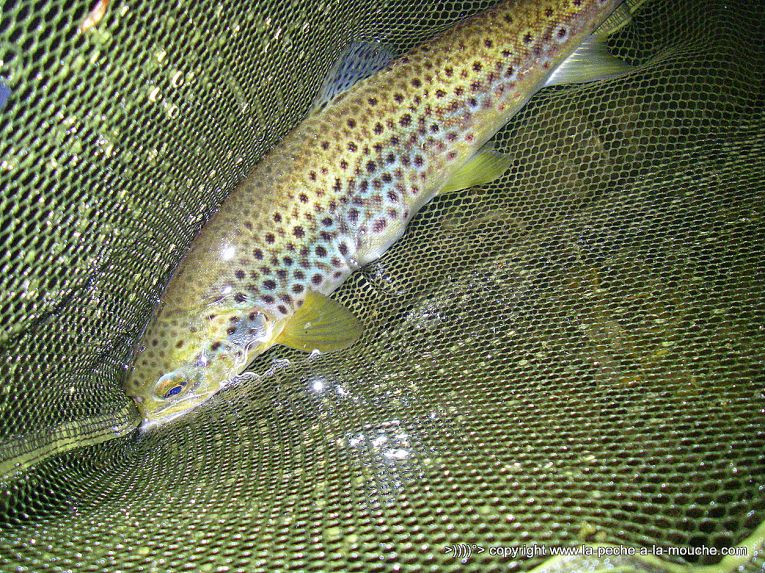 truite-peche-a-la-mouhe-26avril2013-1.jpg